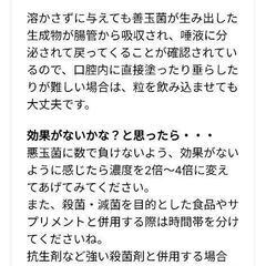 プロバイオデンタル パウダー、ペットの口内炎,口臭 対策　お口の善玉菌を増やすの画像