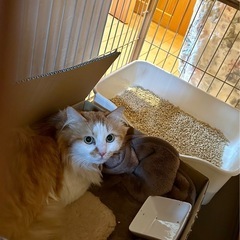 里親さん決まりました　長毛茶白くん