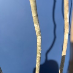 【株立ち・美白斑点模様】アオダモ A250409 【茨城直接引渡し可】山採り 株立ち・美白斑点模様】アオダモ A250401 【茨城直接引渡し可