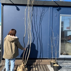 【山採り】天然樹形 アオダモ  - 白斑点模様の美しい株立ち