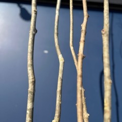 【株立ち・美白斑点模様】アオダモ A250405 【茨城直接引渡し可】山採り 株立ち・美白斑点模様】アオダモ B1 【茨城直接引渡し可】 落葉樹