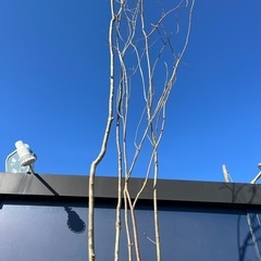 山採り】天然樹形 アオダモ - 白斑点模様の美しい株立ち