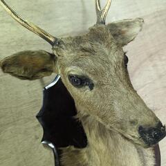 鹿 オブジェの画像