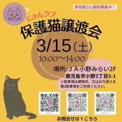 にゃんラブ譲渡会3/15