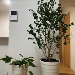 観葉植物　ポトス　
ベンジャミンバロック　