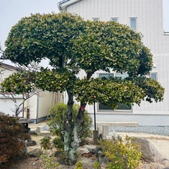 松、ビワ、イヌマキ、カイヅカイブキ、ウバメガシ、庭木、中低木の画像