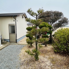 松、ビワ、イヌマキ、カイヅカイブキ、ウバメガシ、庭木、中低木の画像