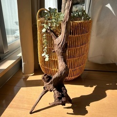 30・40cm流木の画像