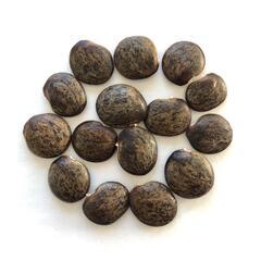 藤　種子の画像