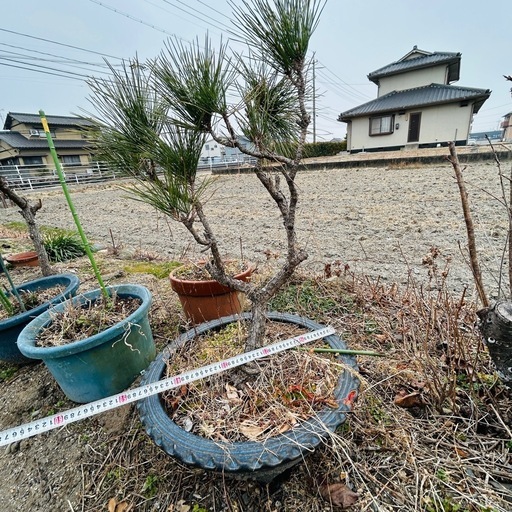 松、盆栽