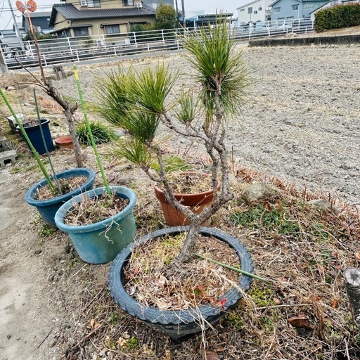 松、盆栽