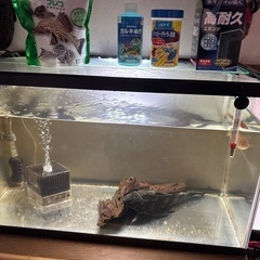 熱帯魚　60cm水槽セット　プレコ付　