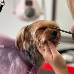 トリマーアルバイトさん募集！週1日～OKの画像