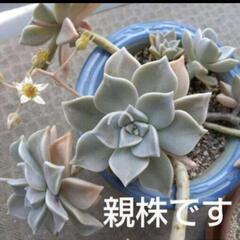 多肉植物　おぼろ月の画像