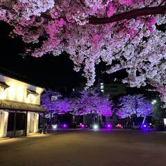 新川さくら館 夜桜ライトアップ実施のお知らせ