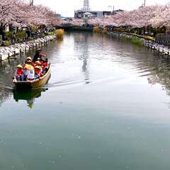 新川さくら館 お花見和船運航のお知らせ