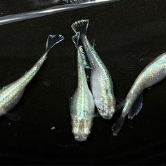 メダカ　エメラルドムーン  稚魚10匹の画像