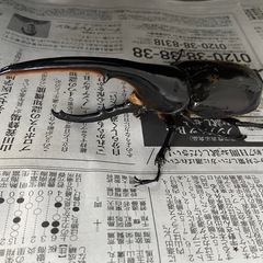 ヘラクレスオオカブト 147mm 成虫