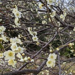 花①梅の木(枝）5本(1本50cm以上）の画像