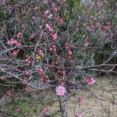 花①梅の木(枝）5本(1本50cm以上）の画像