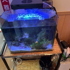 海水魚飼育セット