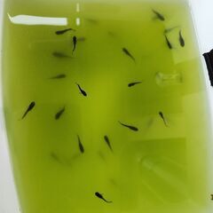 メダカ❗ブラックダイヤ