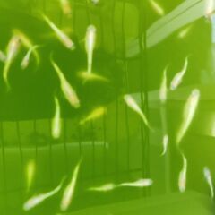 メダカ❗シャンパンゴールド椿