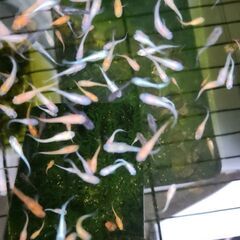 メダカ❗ミックス