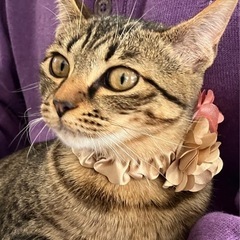 🩷動画付🩷人懐こいミーナ　譲渡会で待ってます！