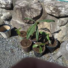 ビワの苗木の画像