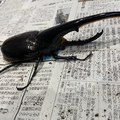 ヘラクレスオオカブト【153mm】成虫　オス