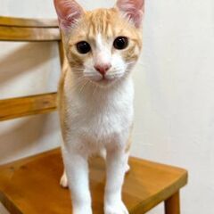 ３月8日（土）🏵️🌟ひな祭り🌟🏵️三鷹で猫の譲渡会　茶白の　男の子　5ヶ月半 レトリバーの様ななれているね　飼い主不在確認すみ - 三鷹市