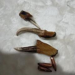 キョンの角