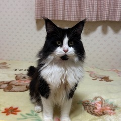 ノルウェーフォレストキャット