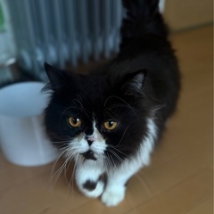 ペルシャ　男の子 - 猫