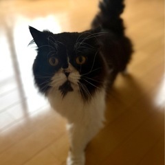 ペルシャ　男の子