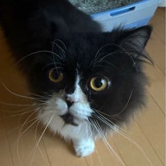 ペルシャ　男の子 - 可児市