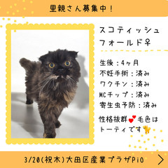 里親募集中！生後4ヶ月スコテッシュフォールド♀(⋈◍＞◡＜◍)。✧♡