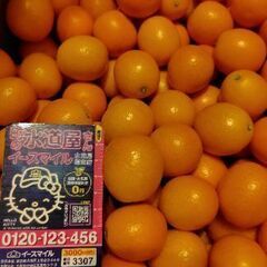 金柑1kg1,000円【本日3/11で受付終了します】