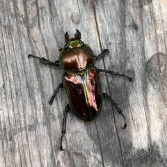 【お取引中】ニジイロクワガタ成虫の画像