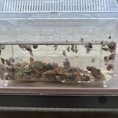 ヒメタニシ　稚貝10匹〜