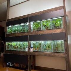 【新品濾過槽つき】12連オーバーフロー水槽セット　多段水槽　マン...