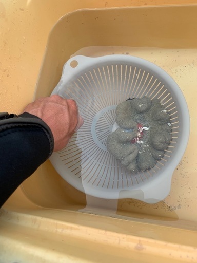 イボハタイソギンチャク