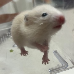ハムスター里親募集