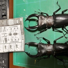 ⚠️虫苦手な人注意⚠️生き物大図鑑ガチャガチャ
