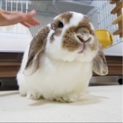 ホーランドロップのうさぎちゃん