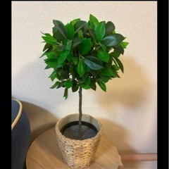 観葉植物　フェイク