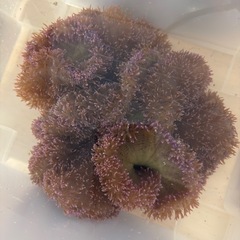 【激レア】パープル ハタゴイソギンチャク 紫の画像