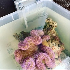 ハタゴイソギンチャクの画像