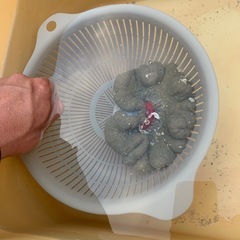 ハタゴイソギンチャクの画像